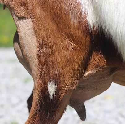 Kyeema Ridge Wildfire 